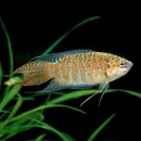 Paradise Fish (Paradise Gourami)