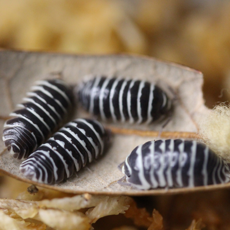 ‘Zebra’ Armadillidium maculatum Isopods