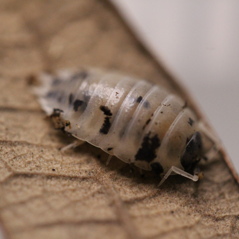 ‘Dairy Cow’ Porcellio laevis Isopods