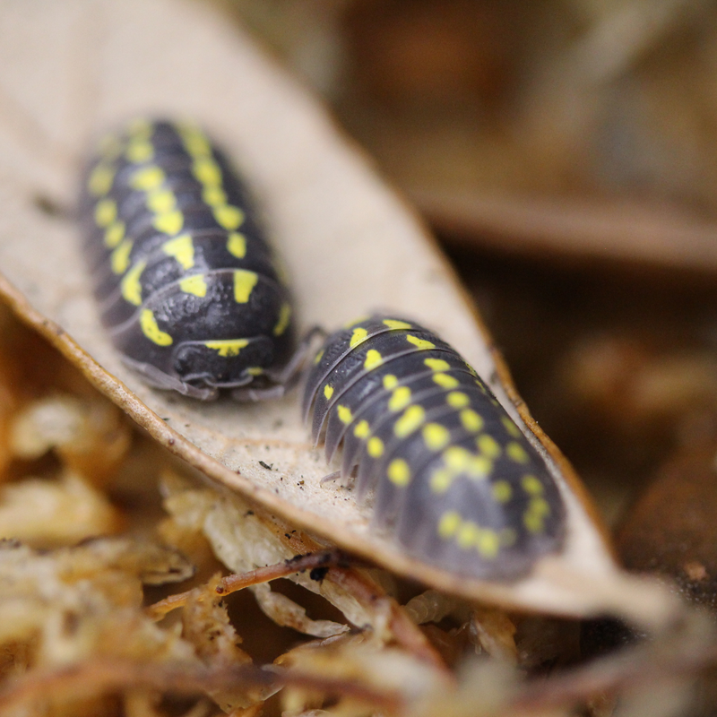 'High Yellow Spotted' Armadillidium gestroi Isopods