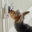 Hunger for Words Talking Pet Doorbell