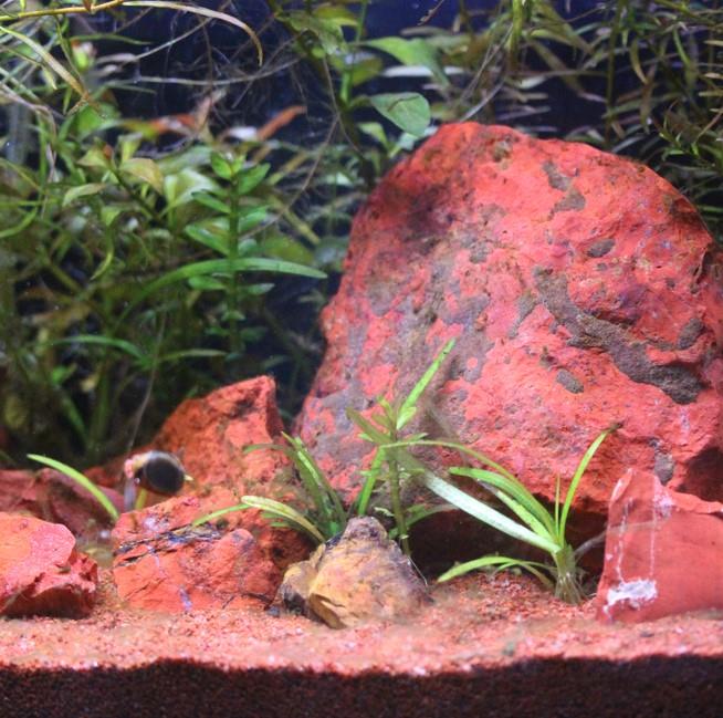 Peter's Premium Aquarium Substrate - Cortez Creek