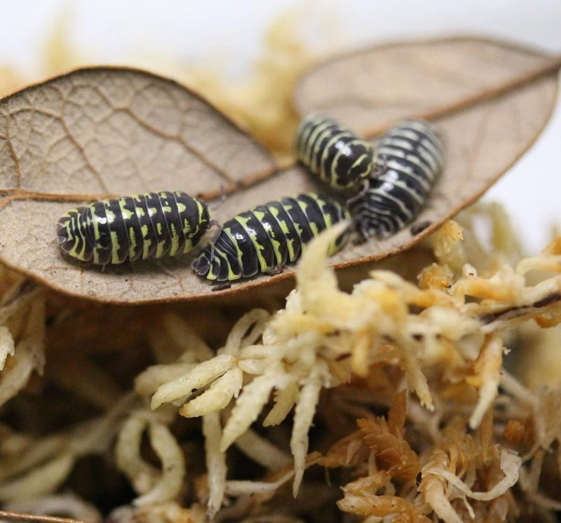 ‘Yellow Zebra’ Armadillidium maculatum Isopods