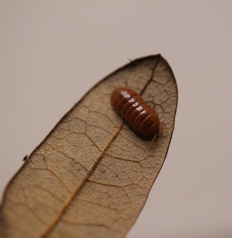 ‘Orange Vigor’ Armadillidium vulgare Isopods