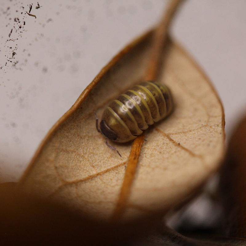 'Castledaccia' Armadillidium badium Isopods