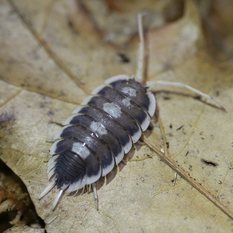 Porcellio succinctus Isopods