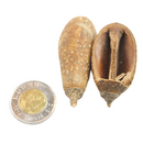 Peter's Botanicals Began Pod