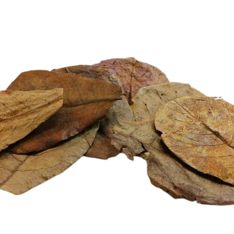 Peter's Botanicals Indian Almond Leaves 6-10in