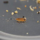 Porcellio scaber 'Lava' Isopod Culture