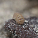Cristarmadillidium muricatum 'Pineapple Spiky' Isopod Culture