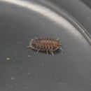 Cubaris sp. 'Purple Ghost' Isopod Culture