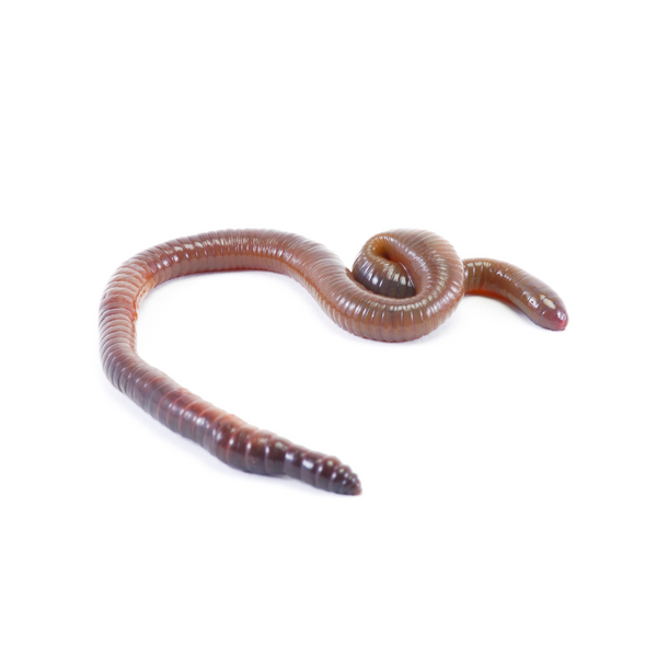 Large Nightcrawler Worms - 12pc