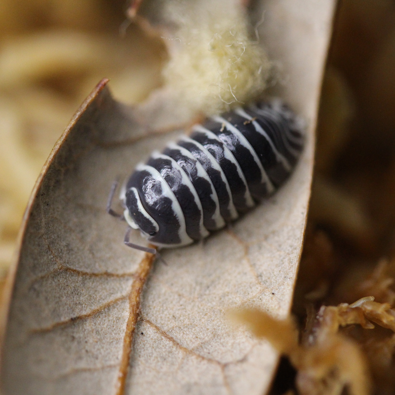 ‘Zebra’ Armadillidium maculatum Isopods