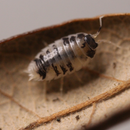‘Dairy Cow’ Porcellio laevis Isopods
