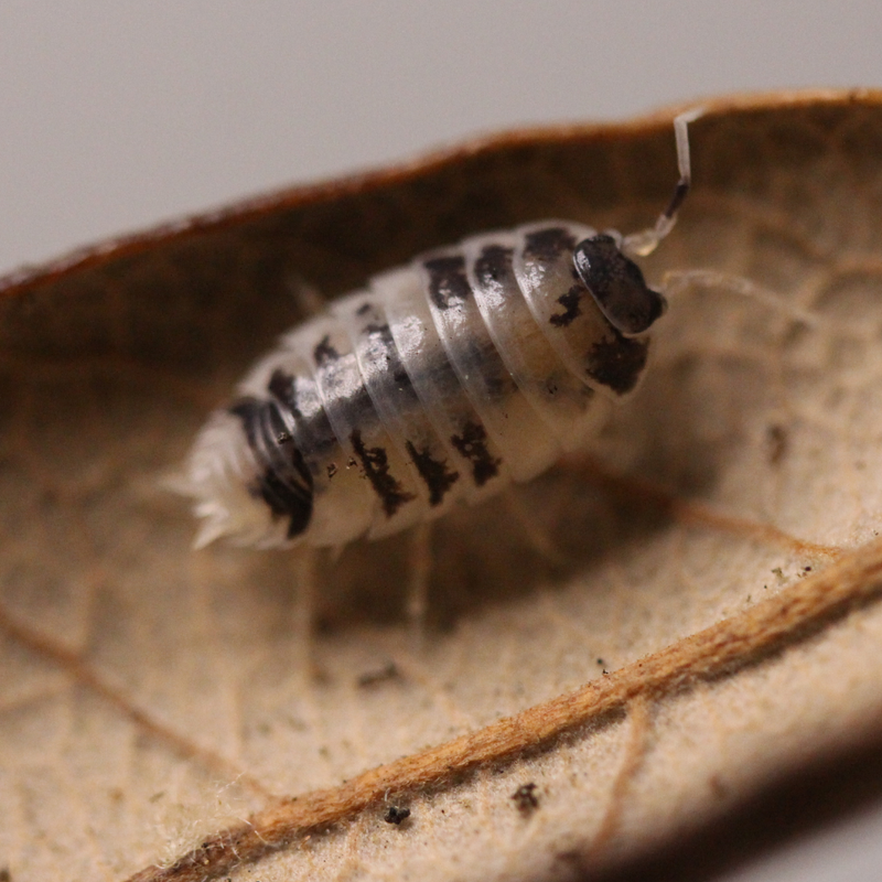 ‘Dairy Cow’ Porcellio laevis Isopods