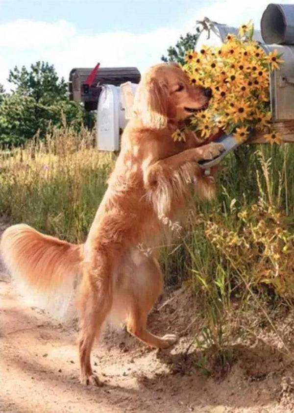 Avanti Dog with Yellow Flowers Thank You Card