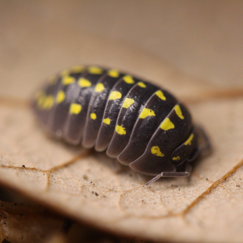 'High Yellow Spotted' Armadillidium gestroi Isopods