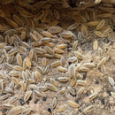 ‘White Out’ Porcellionides pruinosus Isopods