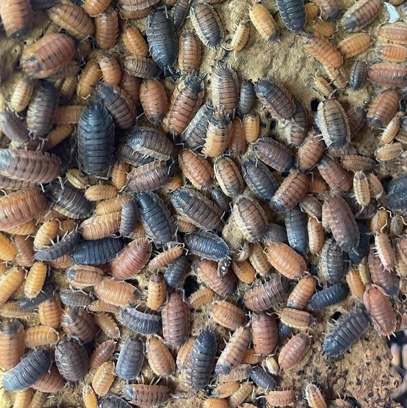 ‘Lava’ Porcellio scaber Isopods