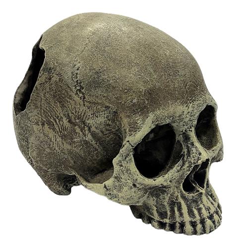 Komodo Human Skull Ornament - Half