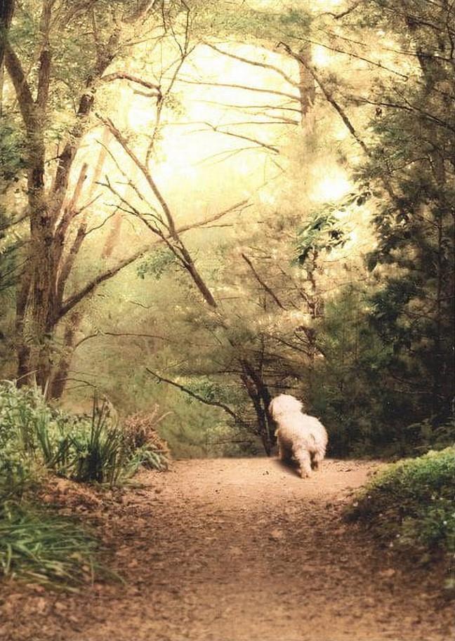 Avanti White Dog Walking a Path Sympathy Card