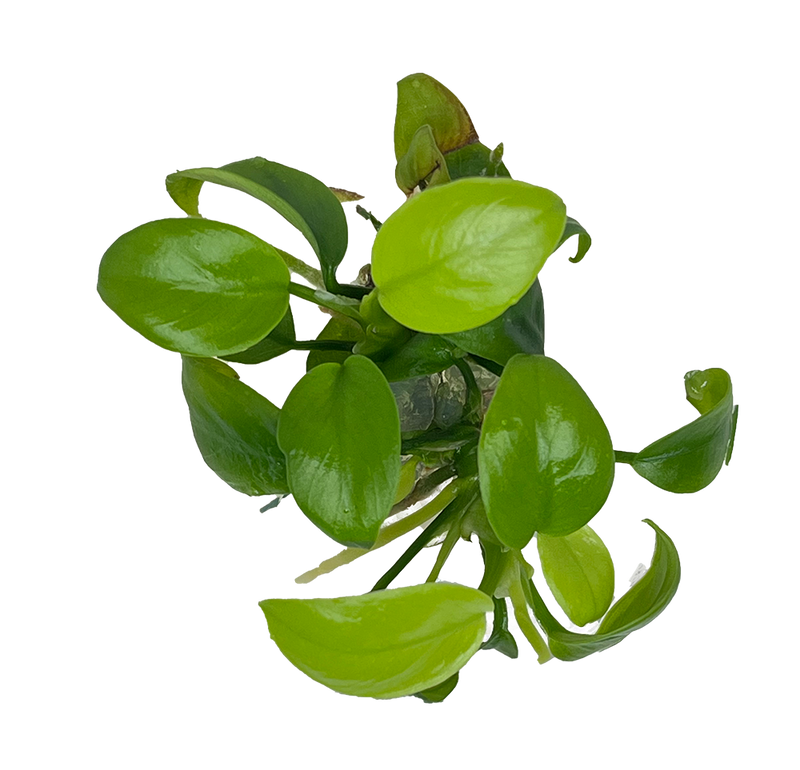 Anubias Nana "Gold" Tissue Culture