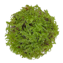 Plagiomnium cf. affine  Tissue Culture