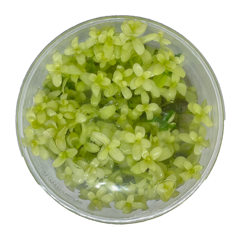 Bacopa Compact 'White' Tissue Culture