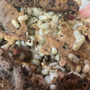 ‘Magic Potion’ Armadillidium vulgare Isopods