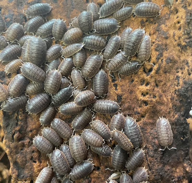 ‘Giant Canyon’ Porcellio dilatatus Isopods