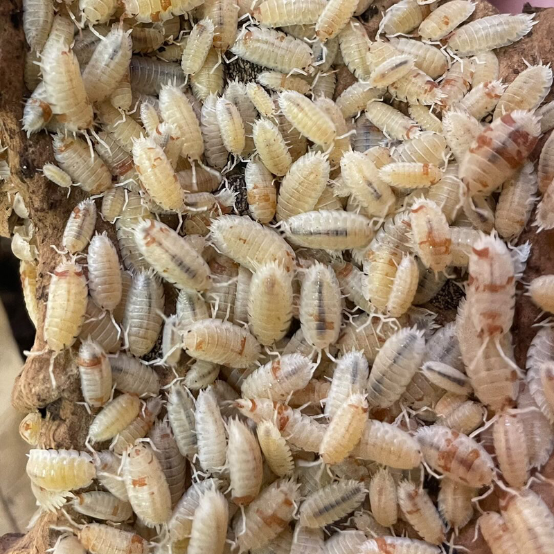 ‘Orange Dalmation’ Porcellio scaber Isopods