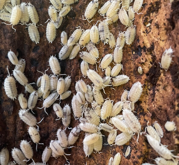 ‘Dalmation’ Porcellio scaber Isopods