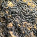 ‘Echinatus’ Porcellio sp. Isopods