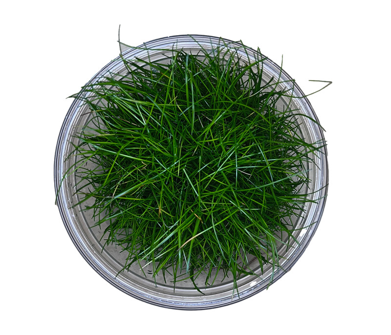 Eleocharis acicularis Tissue Culture