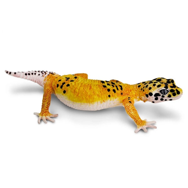 Safari Ltd. Leopard Gecko