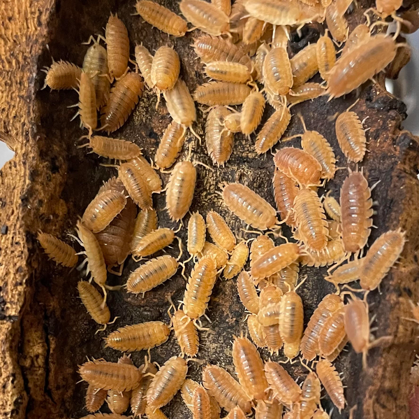 ‘Orange’ Porcellio scaber Isopods