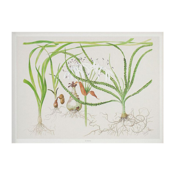 Tropica Art Poster - Crinum