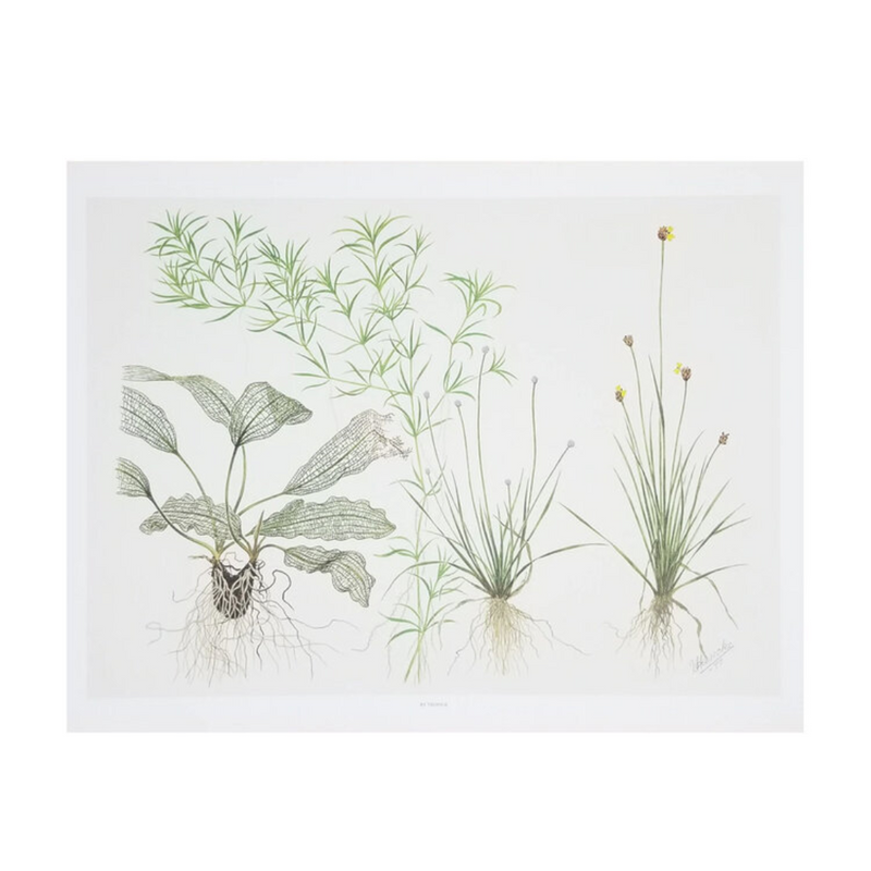 Tropica Art Poster - Madagascariensis