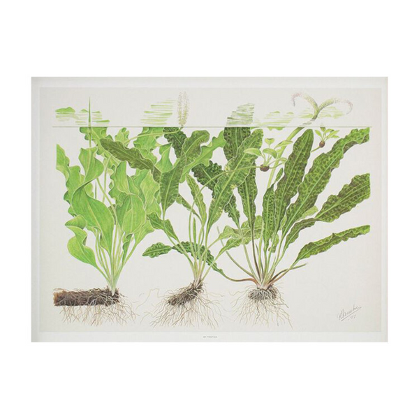 Tropica Art Poster - Aponogeton