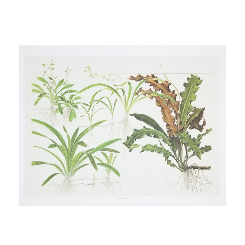 Tropica Art Poster - Sagittaria