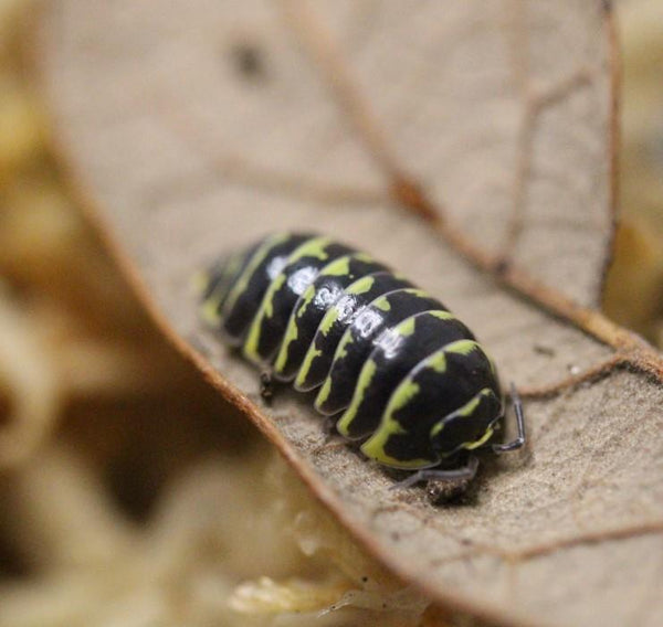 ‘Yellow Zebra’ Armadillidium maculatum Isopods