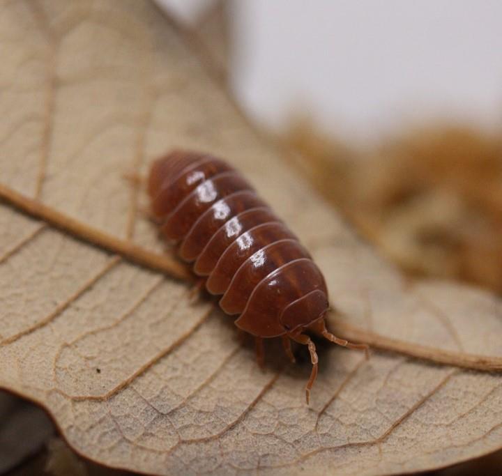 ‘Orange Vigor’ Armadillidium vulgare Isopods