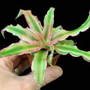 Cryptanthus bivitattus | Assorted | 2" Pot