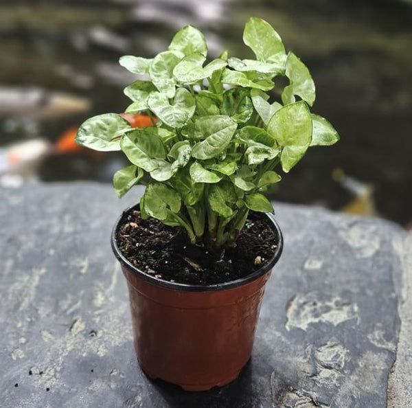 Syngonium | Arrowhead Plant | 4" Pot