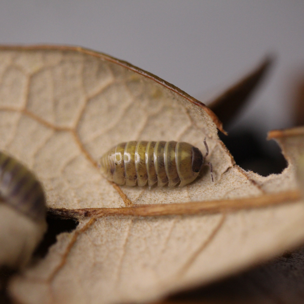 'Castledaccia' Armadillidium badium Isopods