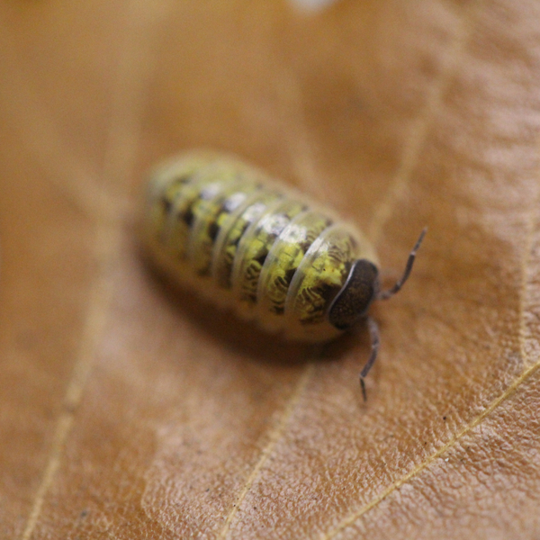 'St. Lucia' Armadillidium vulgare Isopods