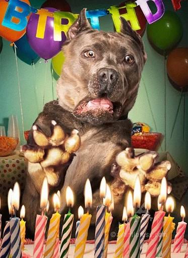 Avanti Crazy Dog With Cake 3D Birthday Card