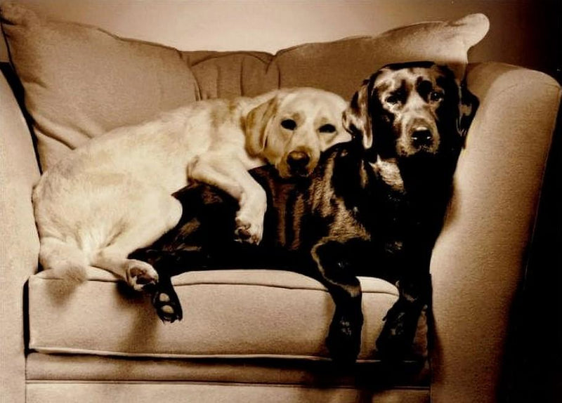 Avanti Two Labs on a Couch Romance Card