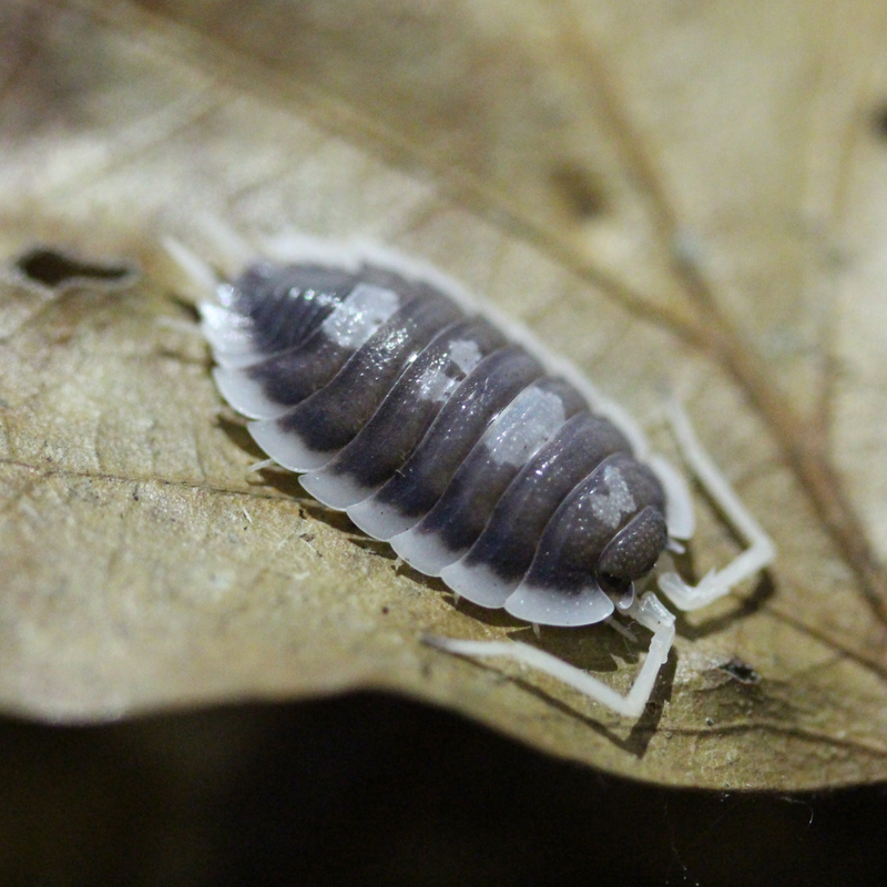 Porcellio succinctus Isopods