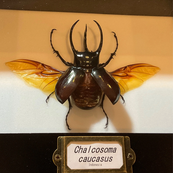 Sleepy Scorpion Rhinoceros Beetle Chalcosoma caucasus Mounted Specimen